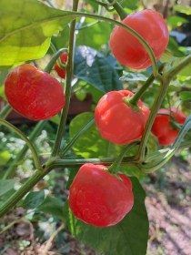Juanita chili - Csípős paprika ritkaságok az Egzotikus Növények Stúdiója kínálatában